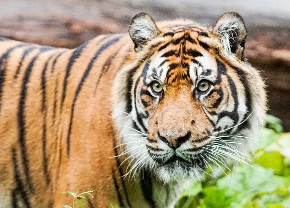 London Zoo